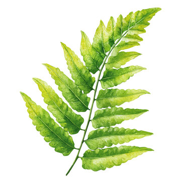 Kimberly Queen Fern watercolor drawing vector, premium quality illustration on a clean white background.