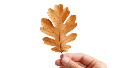Hand Holding a Dried Oak Leaf, Signifying Autumn and the Change of Seasons