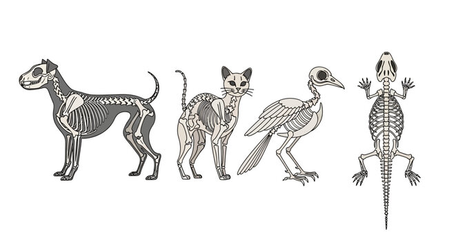Vector artwork showing dog, cat, bird, lizard skeletal anatomy