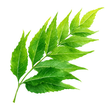 Neem Leaf watercolor drawing vector, premium quality illustration on a clean white background.