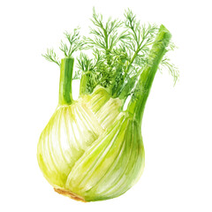 Stylized watercolor Fennel vector, modern artistic illustration with high-quality details on a pure white background.