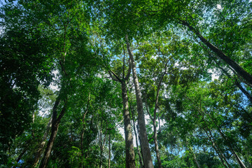 Looking up through tall green trees toward the sky in a tropical forest, sunlight filtering through the dense canopy.