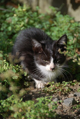 
A stray kitten I encountered in the field behind a private house / 民家の裏の畑で遭遇した野良の子猫