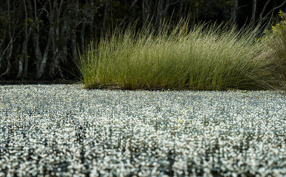 Dense hydrilla bloom covering the calm surface of a natural tropical pond.