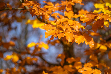 Obraz premium Colorful tree leaves on branches.