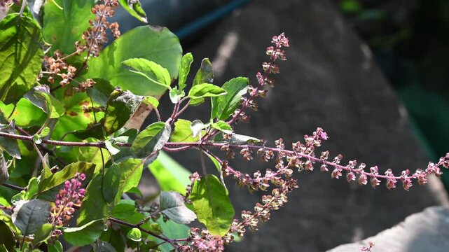 Tulsi or The Holy Basil flower, leaves. Holy basil, Sacred Basil. Tulsi is an Ayurvedic herb that has amazing health benefits.