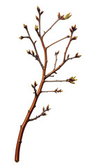 Fototapeta premium Twig with sprouting buds against black background