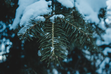 macro snow covered pine tree