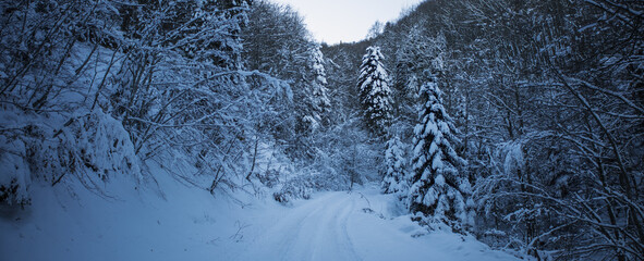snow covered trees landscape inside the forest