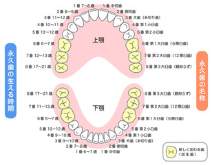 永久歯の名称と生える時期