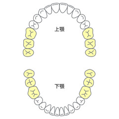 永久歯の名称と生える時期