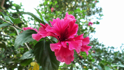 Hibiscus flower plant in bloom with layered petals