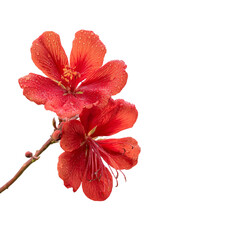 isolated on with white background isolated on with white background