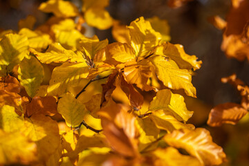 Colorful tree leaves on branches.