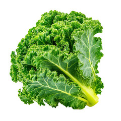 Kale isolated on with white background(2)