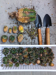 Gymnocalycium cactus plant flower desert succulent green tree change pot cutting garden houseplant hobby lifestyle nature beautiful floral summer tropical botanical growth thorn decoration background