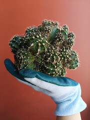 Gymnocalycium cactus thorns plant desert succulent green tree flower change pot put on glove protect hand garden houseplant lifestyle nature floral tropical growth decoration on red wall background