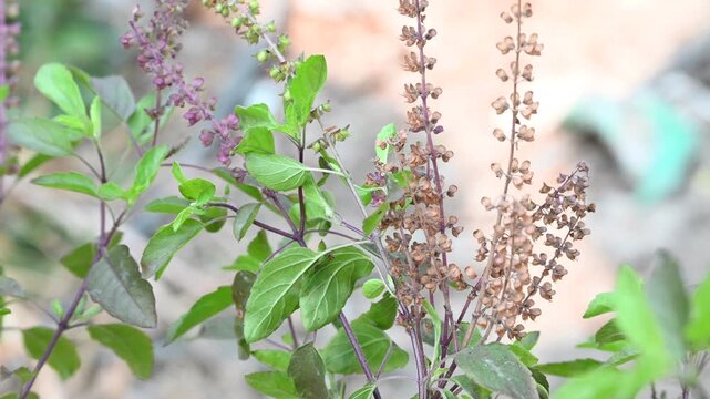Tulsi or The Holy Basil flower, leaves. Holy basil, Sacred Basil. Tulsi is an Ayurvedic herb that has amazing health benefits.