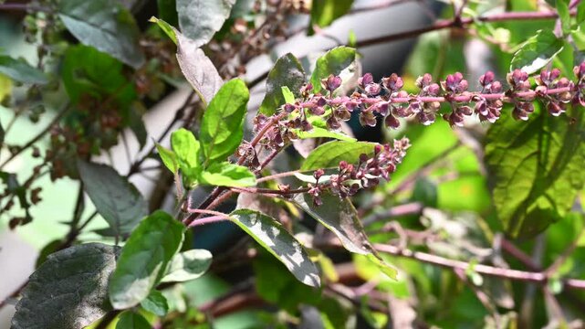 Tulsi or The Holy Basil flower, leaves. Holy basil, Sacred Basil. Tulsi is an Ayurvedic herb that has amazing health benefits.