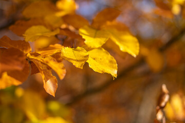 Colorful tree leaves on branches.