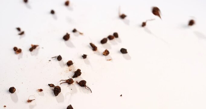 Ayurvedic Nagarmotha - Cyperus Scariosus or Cypriol in a bowl or heap