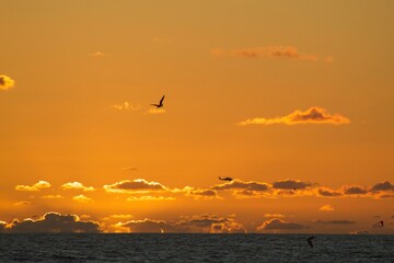 Beautiful orange sorbet yellow sunset over ocean in san diego beach with bird silhouette