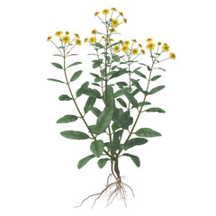 Fototapeta premium Tall green plant with yellow flowers and visible root system isolated on a transparent background
