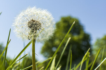 Naklejka premium A close-up of a fully mature dandelion bud (fruit) rising above bright green grass. Sunlit against a blue sky, with a blurred tree in the background.