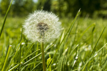 Dandelion (Taraxacum) in seed stage in spring/summer meadow. Symbol of wish, cycle of life, nature, freedom and lightness. Macro, Seed Head, Dandelion Clock, Nature, Airy, Wish