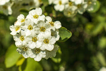 Beautiful spring inflorescence of white Spiraea flowers with bright yellow centers. Close-up macro shot captures the fresh beauty and vitality. Ideal for nature and botany themes.