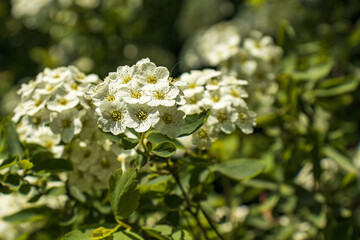 Beautiful spring inflorescence of white Spiraea flowers with bright yellow centers. Close-up macro shot captures the fresh beauty and vitality. Ideal for nature and botany themes.
