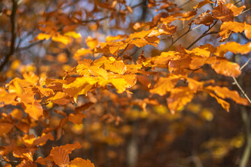 Colorful tree leaves on branches.