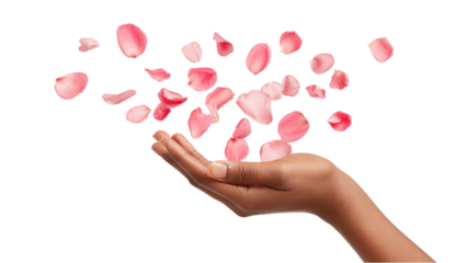 Falling Rose Petals: Hand Holding Delicate Pink Blossoms on White