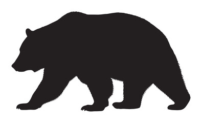 Fototapeta premium Powerful black silhouette of a large grizzly bear walking, a vector graphic illustration with a detailed furry outline shown in a full-length side profile view