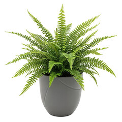 Lush Green Fern Plant in Gray Pot © Graphicsworld