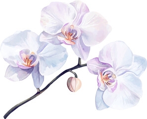 Obraz premium Watercolor Illustration of White Orchid Branch with Bud