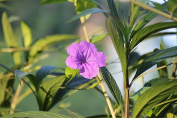 Close-up View of the Bright Purple Mexican Petunia