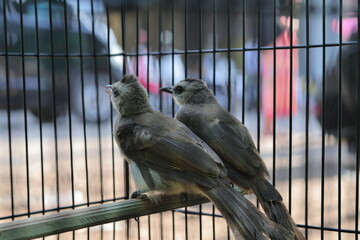 Two Small Birds Captive Inside a Wire Cage Displaying Sadness