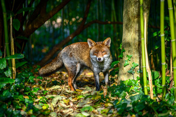 Beautiful friendly fox roaming the city park in autumn