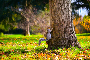 Squirrel in autumnal park climbing a tree