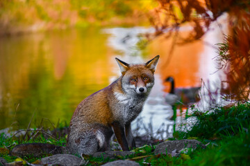 Beautiful friendly fox roaming the city park in autumn