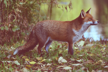 Beautiful friendly fox roaming the city park in autumn