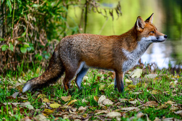 Beautiful friendly fox roaming the city park in autumn