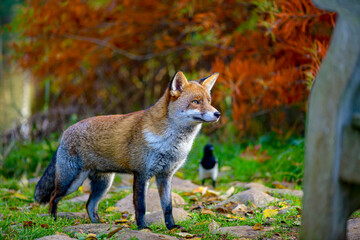 Beautiful friendly fox roaming the city park in autumn