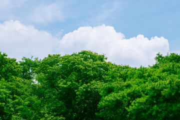 Fresh Green Trees and White Clouds Under a Bright Summer Sky