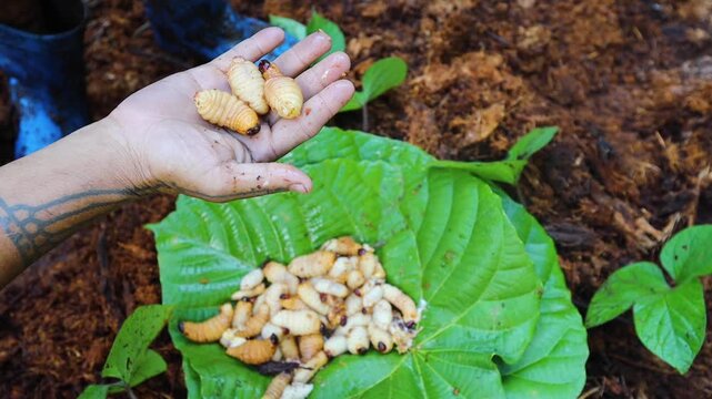 Traditional food of Mentawai people worms from the rotten wood in the jungle Siberut island West Sumatra Indonesia