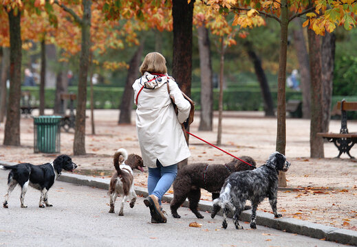 Mujer con varios perros por el parque