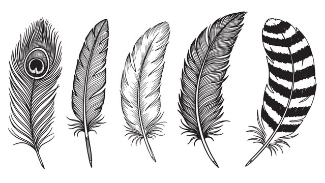 Set of five hand-drawn bird feathers in a detailed black and white sketch style, featuring a peacock plume and a striped quill in an elegant, vintage engraving illustration