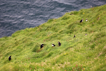 Puffins on the coast of the Vestmannaeyjar - Westman Islands, Island 