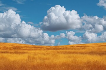 Obraz premium Bright yellow field under a blue sky filled with fluffy white clouds in a serene landscape during the day
